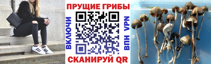 Купить закладки  Кодинск  Галлюциногенные грибы мухоморы 